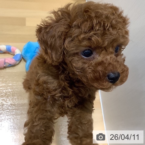 山梨県のトイプードル(トイ) (ペットプラス 甲府昭和店/2026年2月8日生まれ/男の子/レッド)の子犬の4枚目の画像