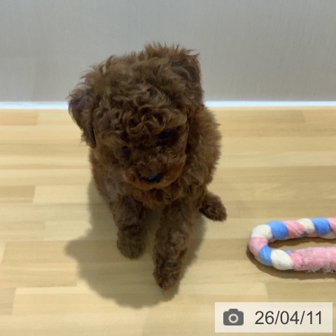 山梨県のトイプードル(トイ) (ペットプラス 甲府昭和店/2026年2月8日生まれ/男の子/レッド)の子犬の3枚目の画像