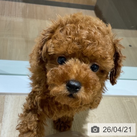 神奈川県のトイプードル(トイ) (ペットプラス モザイクモール港北店/2026年2月8日生まれ/男の子/レッド)の子犬の4枚目の画像