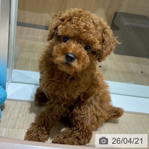 神奈川県のトイプードル(トイ) (ペットプラス モザイクモール港北店/2026年2月8日生まれ/男の子/レッド)の子犬の3枚目の画像
