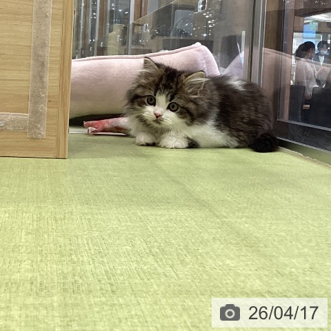 ラガマフィンの写真