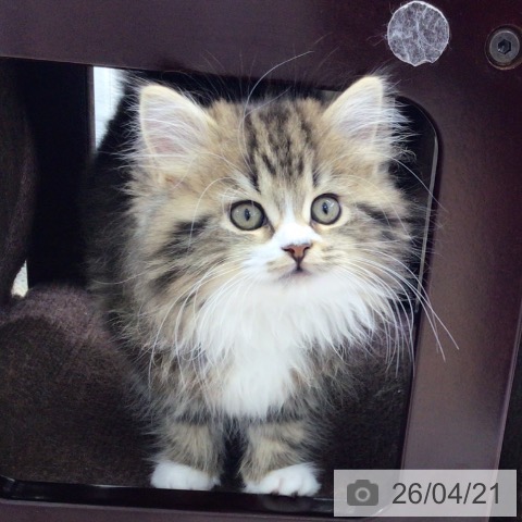 ラガマフィンの写真