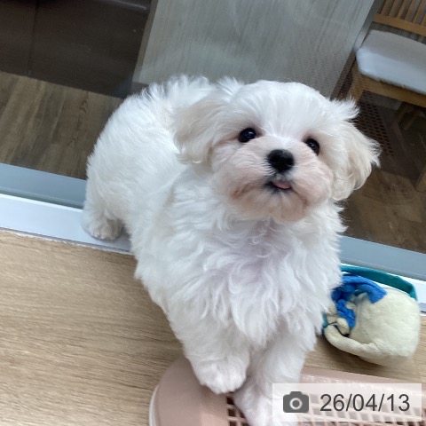 東京都のマルチーズ (ペットプラス むさし村山店/2026年2月8日生まれ/男の子/ホワイト)の子犬の4枚目の画像