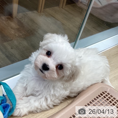 東京都のマルチーズ (ペットプラス むさし村山店/2026年2月8日生まれ/男の子/ホワイト)の子犬の3枚目の画像