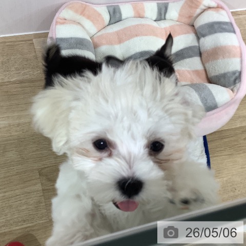 マルチーズの写真