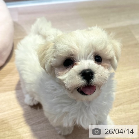 マルチーズの写真