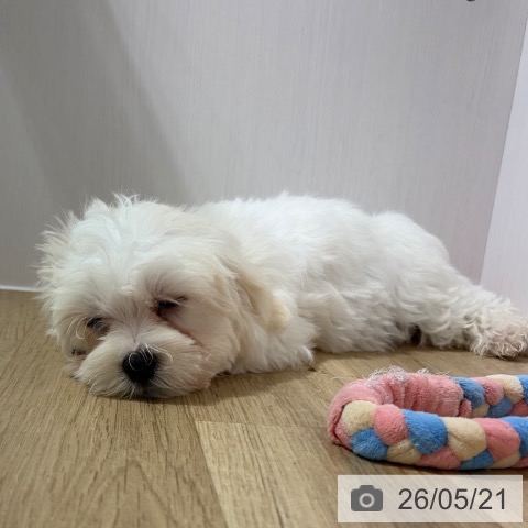長野県のマルチーズ (ペットプラス 長野店/2026年2月8日生まれ/男の子/ホワイト)の子犬の4枚目の画像