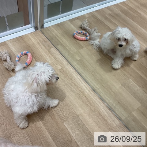 群馬県のマルチーズ (ペットプラス イオンモール太田店/2026年2月8日生まれ/男の子/ホワイト)の子犬の4枚目の画像