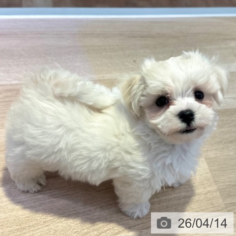 マルチーズの写真