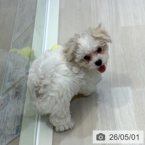 マルチーズの写真