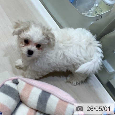 マルチーズの写真