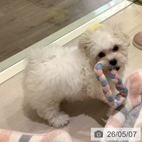 マルチーズの写真