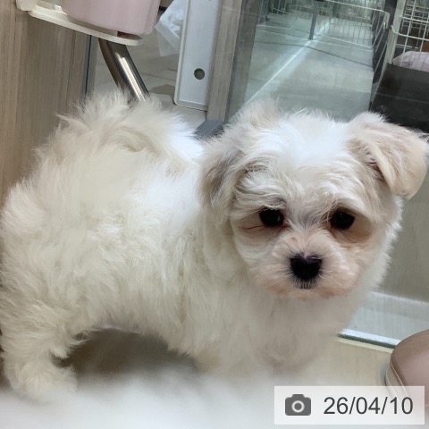埼玉県のマルチーズ (ペットプラス クレアモール川越店/2026年2月8日生まれ/男の子/ホワイト)の子犬の4枚目の画像