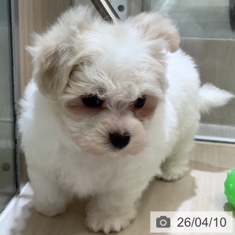 埼玉県のマルチーズ (ペットプラス クレアモール川越店/2026年2月8日生まれ/男の子/ホワイト)の子犬の3枚目の画像