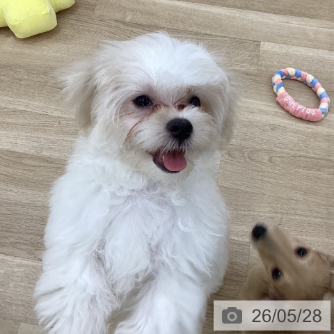 マルチーズの写真