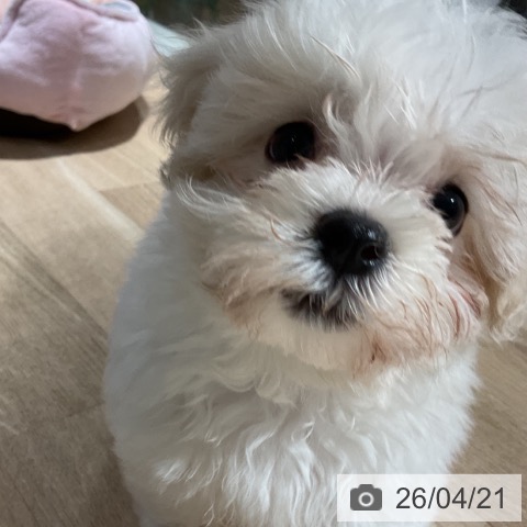 マルチーズの写真
