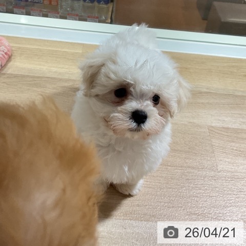 神奈川県のマルチーズ (ペットプラス 湘南平塚店/2026年2月8日生まれ/男の子/ホワイト)の子犬の4枚目の画像