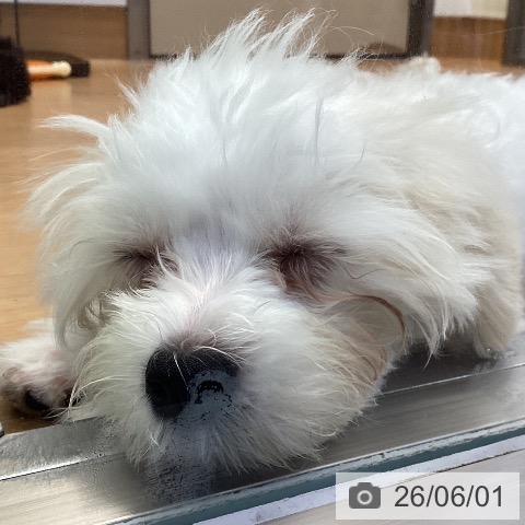 神奈川県のマルチーズ (ペッツワン 横須賀久里浜店/2026年2月8日生まれ/男の子/ホワイト)の子犬の4枚目の画像
