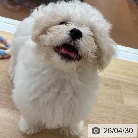 神奈川県のマルチーズ (ペットプラス 湘南平塚店/2026年2月8日生まれ/男の子/ホワイト)の子犬の3枚目の画像