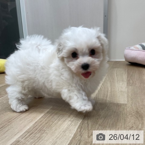 神奈川県のマルチーズ (ペットプラス テラスモール湘南店/2026年2月8日生まれ/女の子/ホワイト)の子犬の3枚目の画像