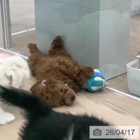 埼玉県のトイプードル(トイ) (ペットプラス 上尾店/2026年2月1日生まれ/男の子/レッド)の子犬の4枚目の画像