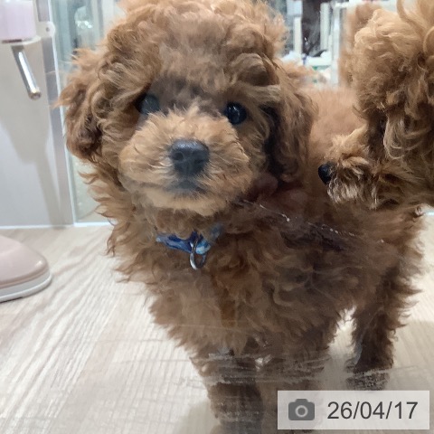 埼玉県のトイプードル(トイ) (ペットプラス 上尾店/2026年2月1日生まれ/男の子/レッド)の子犬の3枚目の画像
