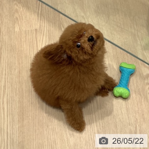 埼玉県のトイプードル(トイ) (ペットプラス 川口店/2026年2月1日生まれ/男の子/レッド)の子犬の4枚目の画像