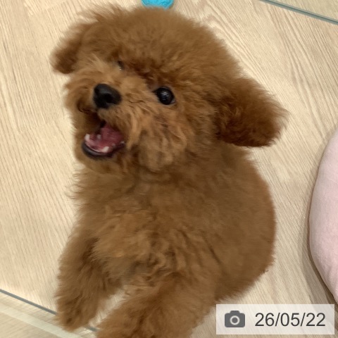 埼玉県のトイプードル(トイ) (ペットプラス 川口店/2026年2月1日生まれ/男の子/レッド)の子犬の3枚目の画像