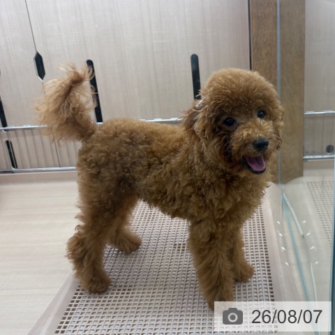 埼玉県のトイプードル(トイ) (ペッツワン 新座店/2026年2月1日生まれ/男の子/レッド)の子犬の4枚目の画像