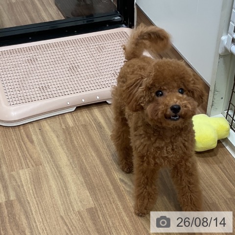 埼玉県のトイプードル(トイ) (ペッツワン 新座店/2026年2月1日生まれ/男の子/レッド)の子犬の3枚目の画像