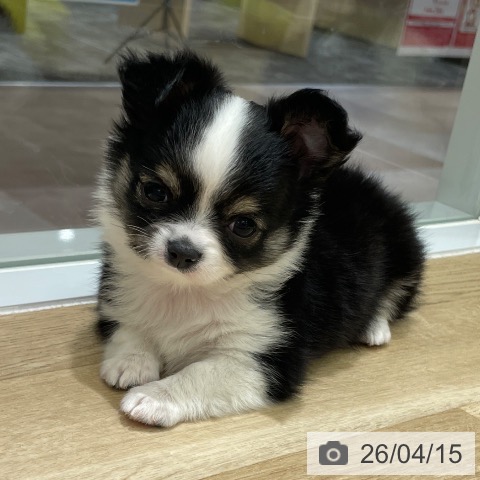 東京都のチワワ(ロング) (ペットプラス MARK IS 葛飾かなまち店/2026年2月8日生まれ/女の子/ブラックタンホワイト)の子犬の4枚目の画像