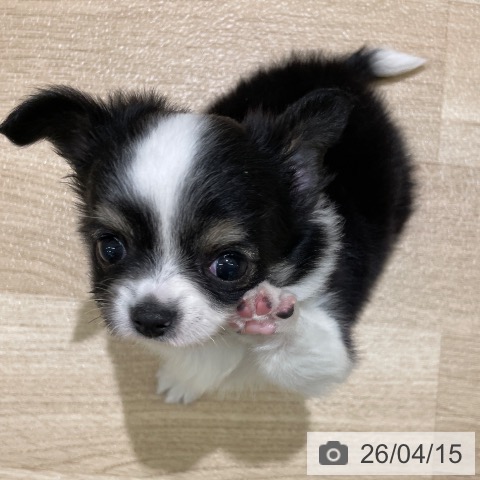 東京都のチワワ(ロング) (ペットプラス MARK IS 葛飾かなまち店/2026年2月8日生まれ/女の子/ブラックタンホワイト)の子犬の3枚目の画像