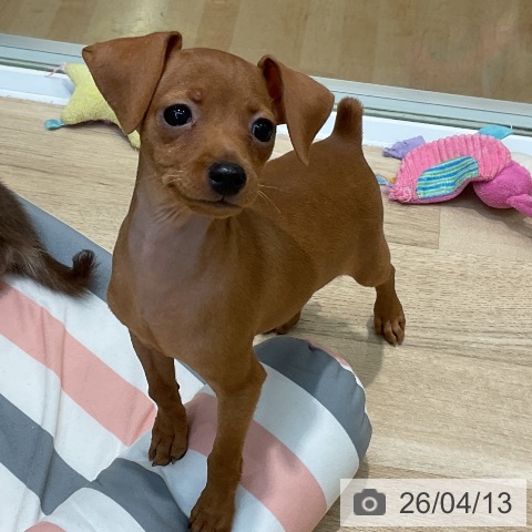 埼玉県のミニチュアピンシャー (ペットプラス ららぽーと新三郷店/2026年2月6日生まれ/女の子/レッド)の子犬の4枚目の画像