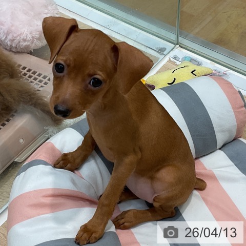 埼玉県のミニチュアピンシャー (ペットプラス ららぽーと新三郷店/2026年2月6日生まれ/女の子/レッド)の子犬の3枚目の画像