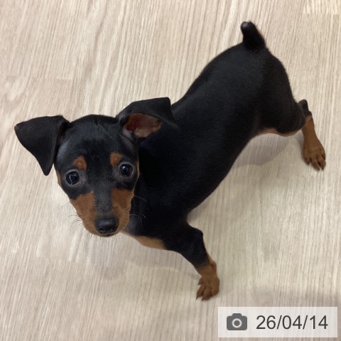 千葉県のミニチュアピンシャー (ペットプラス 幕張新都心店/2026年2月6日生まれ/女の子/ブラックタン)の子犬の3枚目の画像