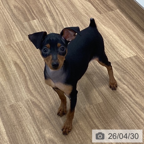 茨城県のミニチュアピンシャー (ペッツワン つくば店/2026年2月6日生まれ/女の子/ブラックタン)の子犬の4枚目の画像