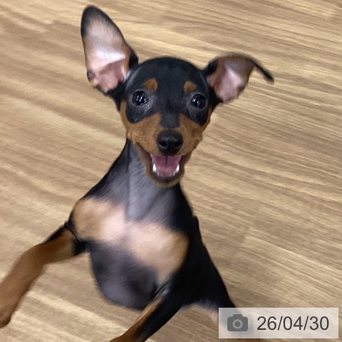 茨城県のミニチュアピンシャー (ペッツワン つくば店/2026年2月6日生まれ/女の子/ブラックタン)の子犬の3枚目の画像