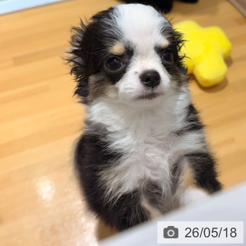 埼玉県のチワワ(ロング) (ペットプラス 与野店/2026年2月6日生まれ/男の子/ブラックタンホワイト)の子犬の4枚目の画像
