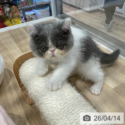 東京都のエキゾチック (ペットプラス アクアシティお台場店/2026年1月28日生まれ/男の子/ブルーホワイト)の子猫の4枚目の画像