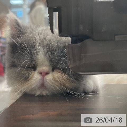 東京都のエキゾチック (ペットプラス アクアシティお台場店/2026年1月28日生まれ/男の子/ブルーホワイト)の子猫の3枚目の画像