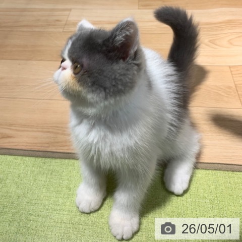 東京都のエキゾチック (ペットプラス アクアシティお台場店/2026年1月28日生まれ/男の子/ブルーホワイト)の子猫の3枚目の画像