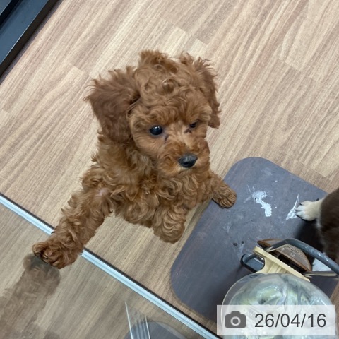 トイ・プードルの写真