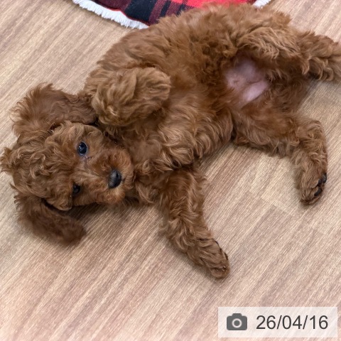 トイ・プードルの写真