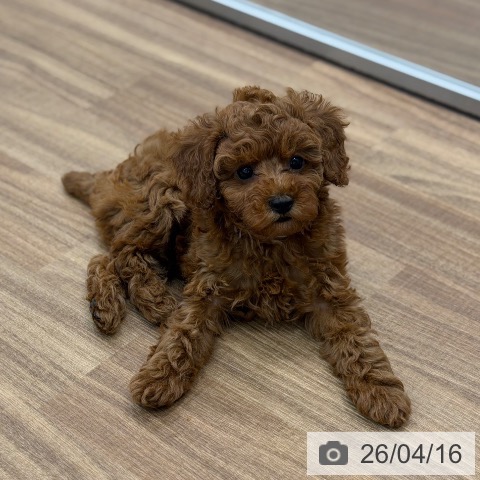 トイ・プードルの写真