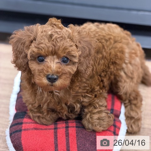 トイ・プードルの写真