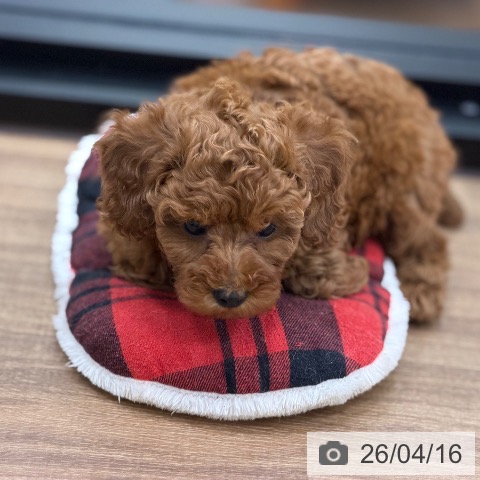 トイ・プードルの写真