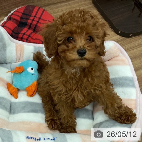 茨城県のトイプードル(トイ) (ペッツワン 古河店/2026年2月9日生まれ/女の子/レッド)の子犬の3枚目の画像
