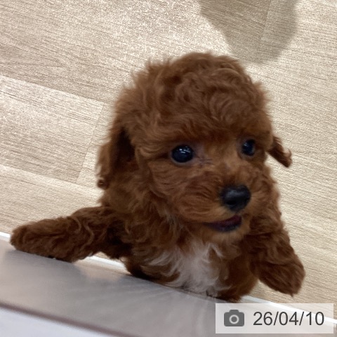 埼玉県のトイプードル(トイ) (ペットプラス ピオニウォーク東松山店/2026年2月9日生まれ/女の子/レッド)の子犬の3枚目の画像