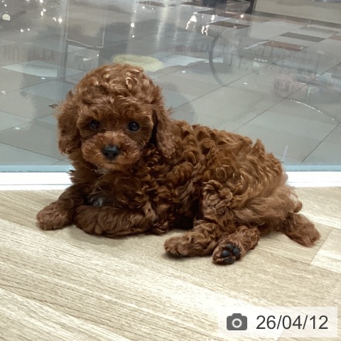 トイ・プードルの写真