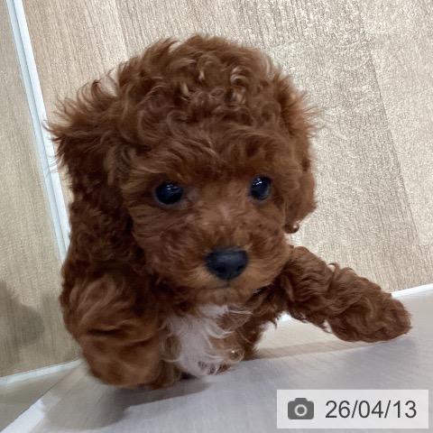 埼玉県のトイプードル(トイ) (ペットプラス ピオニウォーク東松山店/2026年2月9日生まれ/女の子/レッド)の子犬の3枚目の画像